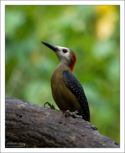 Ямайский дятел - эндемик острова. Jamaican Woodpecker (Melanerpes radiolatus). Rocklands Bird Sanctuary.