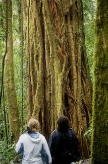Катя и гид Андреас из National Geographic перед деревом Strangler Fig (Фига-душитель).