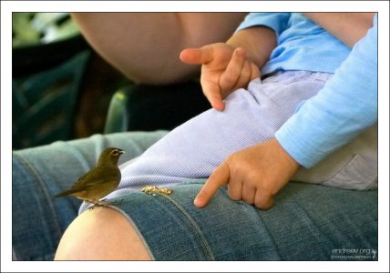 - Ешь, птичка, не стыдись! Rocklands Bird Sanctuary.