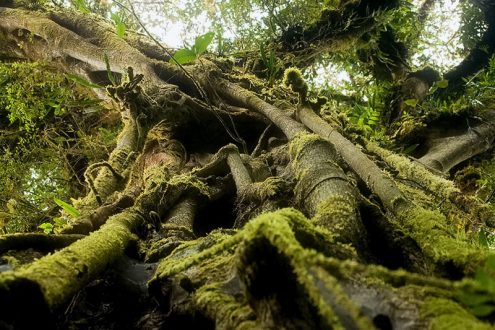 Дерево Фига-душитель (Strangler Fig), напавшее на очередную жертву.