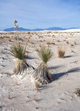 Юкки - довольно распространенное растение для здешних мест.