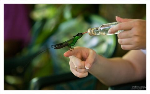 Колибри пьет сладкий нектар из бутылочки. Заповедник Rocklands Bird Sanctuary.