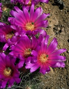 Бутоны кактуса Strawberry Pitaya.