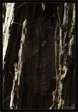 Паутина в луче света в парке Пена.