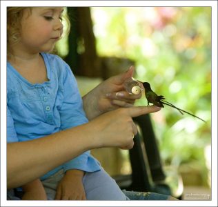 Прилетела первая колибри. Rocklands Bird Sanctuary.
