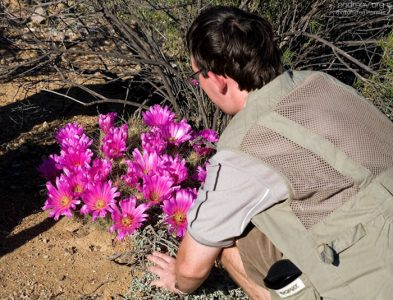 Кактус настолько плотно усажен бутонами, что иголок почти не видно.