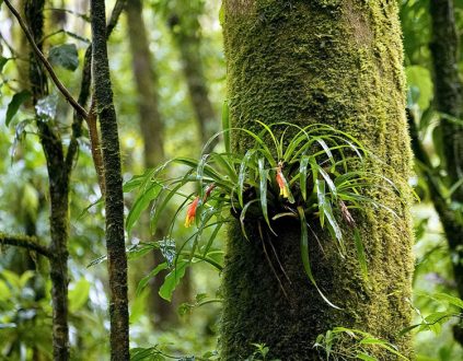 Бромелии-эпифиты и дерево-хозяин.