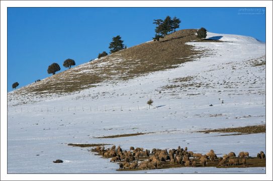 Снежные прогалины и овечья отара.