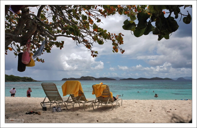 Лежаки под ветвями морского винограда (кокколобы).