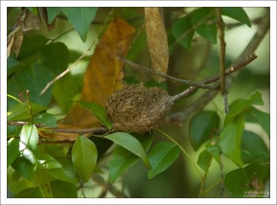 Гнездо колибри в диаметре 5-7 см.