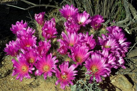 Кактусы вида Strawberry Pitaya еще называют “ежовыми”. Вполне понятно почему.