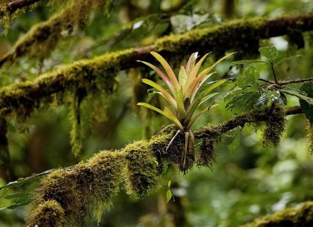 Бромелия-эпифит - растение, не нуждающееся в почве.