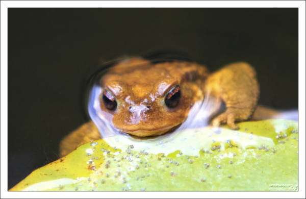 Лягушка-фотомодель в одном из водоемов в парке Пена.
