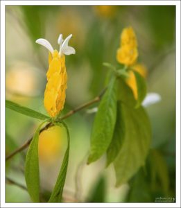 Пахистахис жёлтый (Pachystachys lutea), известный как "Куст-креветка" (Shrimp Plant).
