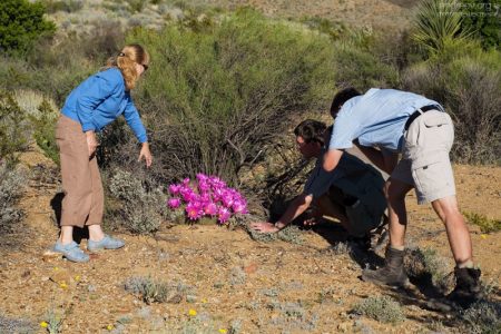 Шикарный куст Strawberry Pitaya, растущий в гордом одиночестве.
