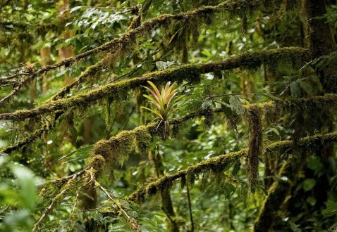 Бромелия-эпифит во влажном тропическом лесу.