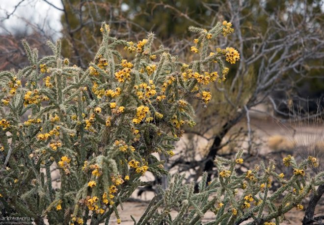 Cane cholla - один из самых распространенных видов кактусов на юго-западе США. Elephant Butte Lake State Park.