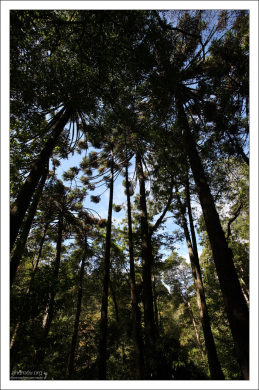 Заросли Бразильской сосны (Parana Pine) в парке Пена.