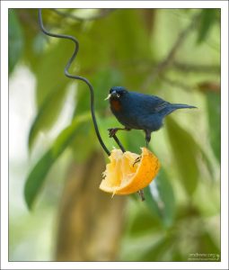 Апельсиновый тиарис - Orangequit (Euneornis campestris) - еще один эндемик.