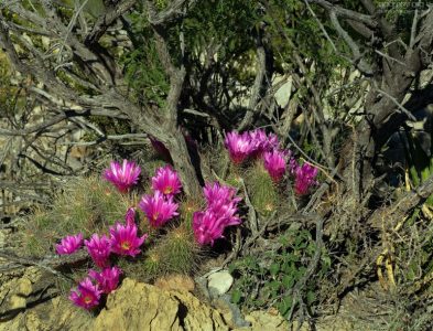 Strawberry pitaya в симбиозе с креозотовым кустом. Довольно редкое соседство.