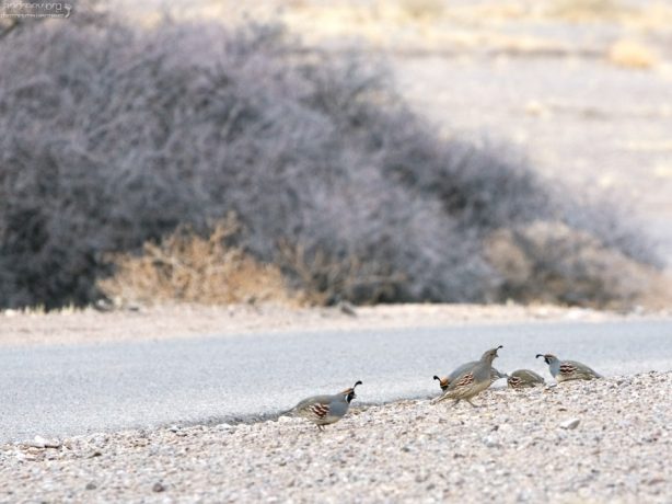 Группа Gambel's Quails (Перепел Гэмбла) на обочине дороги.