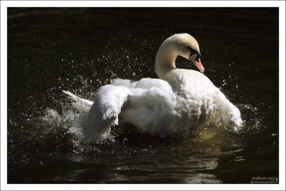 Лебедь на водных процедурах. Парк Пена.
