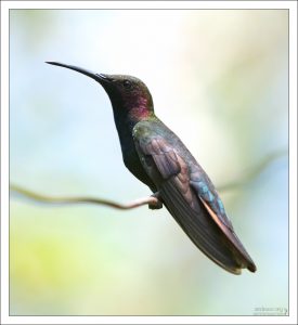 Колибри Ямайский манго, Jamaican Mango (Anthracothorax mango) - эндемик острова.
