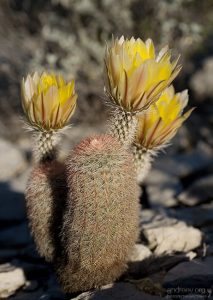 Радужный кактус - один из самых редких видов в пустыне (Golden Rainbow cactus).