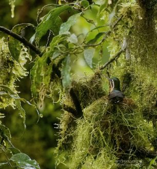 Довольно редкое зрелище - колибри в гнезде.