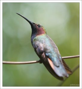 Самка Ямайского манго. Rocklands Bird Sanctuary.
