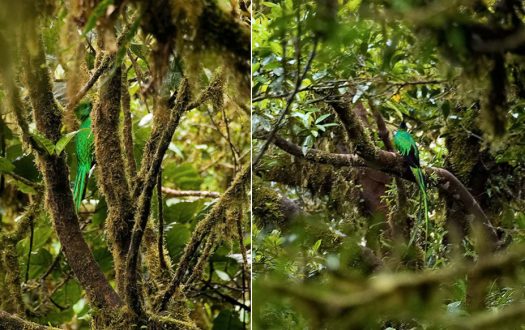 Одна из самых редких в мире птиц - кетцаль (Resplendent Quetzal). Попадая в неволю, кетцаль себя убивает.