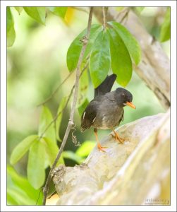 Белобородый дрозд. White-chinned Thrush (Turdus aurantius).