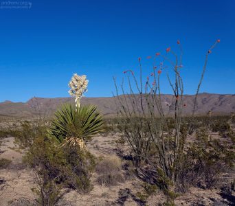 Гигантская юкка и куст окотилло в тесном соседстве.