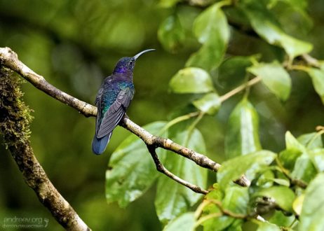 Фиолетовый Саблекрыл с обратной стороны фрака.