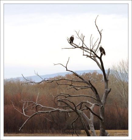 Белоголовые орланы (Bald Eagle) - национальный символ США.