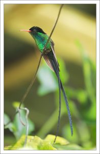 Вымпелохвостый колибри (Trochilus polytmus) - эндемик острова, известный среди местных как Doctor bird.