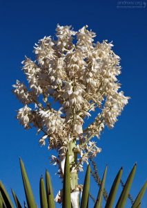 Цветы у юкки подстать самому растению. Большая белая колба-фонтан увенчивает куст весной.