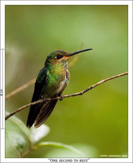 «Секунда на отдых». Самочка Allen’s hummingbird в редкую секунду покоя.