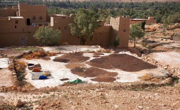Финики сушатся на открытом воздухе во дворе одного из домов.