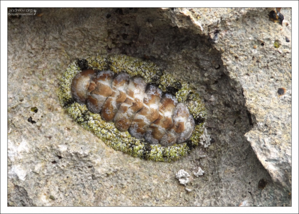 Панцирный моллюск хитон отдыхает после сытного обеда.