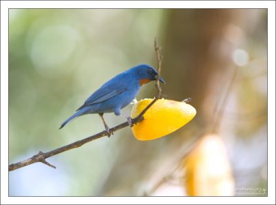 Тиарис Orangequit, по обыкновению закусывающий апельсином.