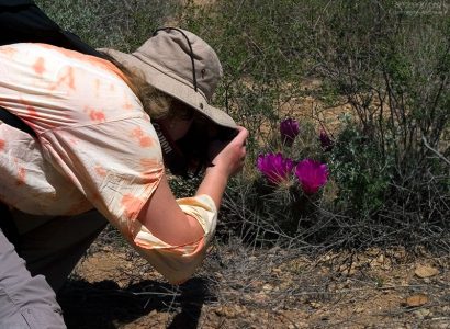 Фотографов за уши не оттащить от кактусов.