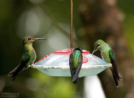 Полное перемирие на кормушке.