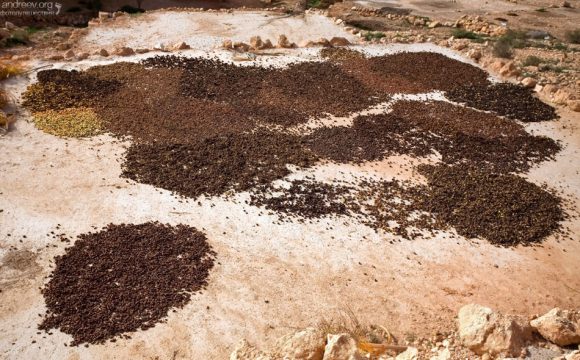 Финики в процессе сушки.