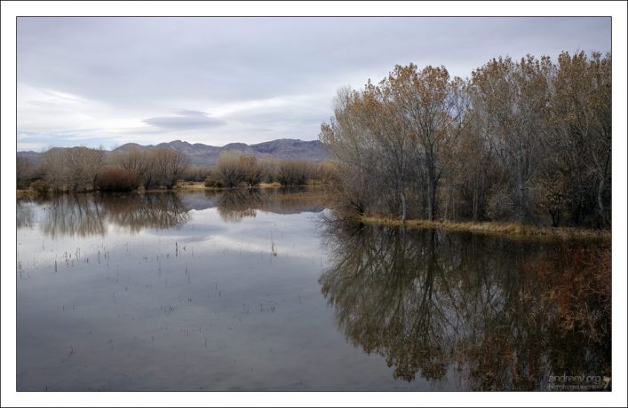 Лес со стороны платформы Marsh Deck.