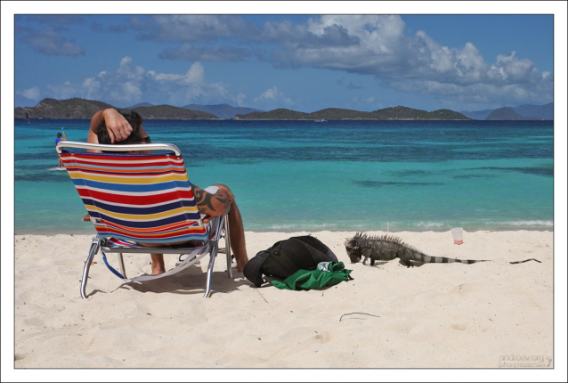 Игуана выпрашивает еду на пляже.