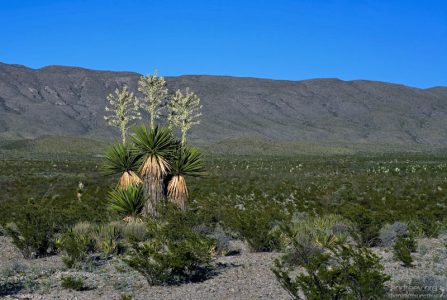 Тройная юкка.