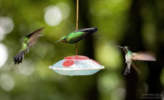 Бой за кормушку.