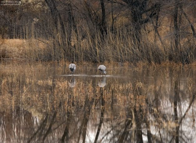 Журавли и отражения.
