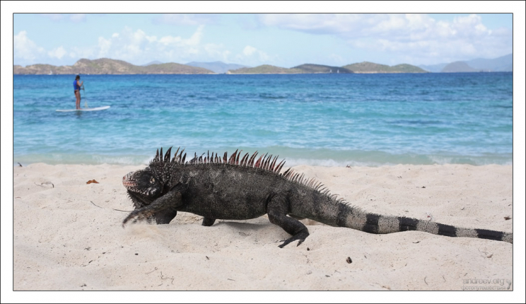 Игуана обыкновенная прогуливается по Сапфирному пляжу.